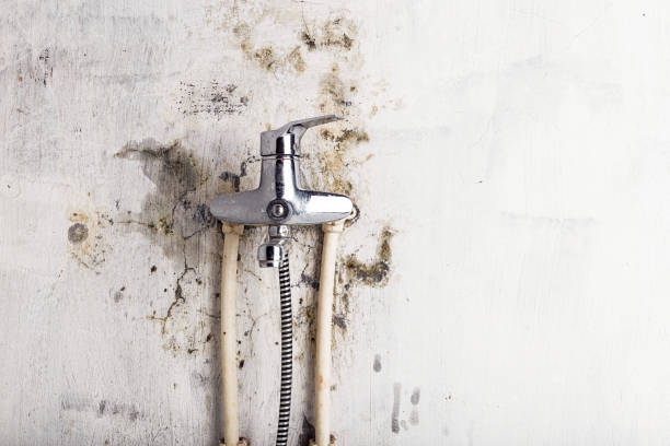 Best Mold Removal Company Near Me  in Lebanon, MO
