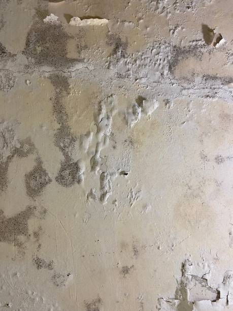Best Mold Damage Repair  in Lebanon, MO