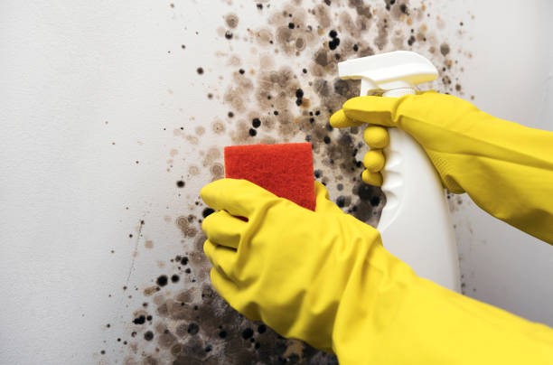 Best Mold Damage Repair  in Lebanon, MO