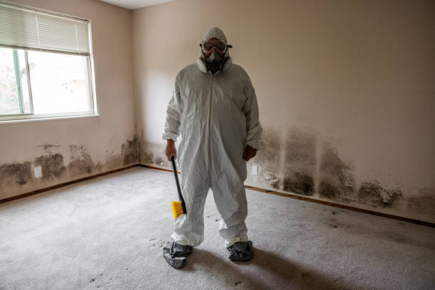 Best Toxic Mold Removal  in Lebanon, MO
