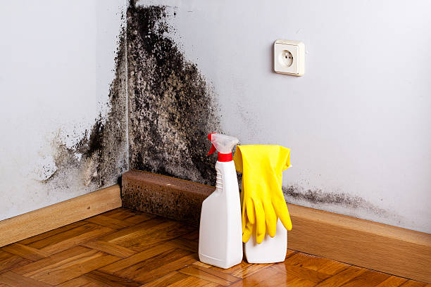 Best Mold Damage Repair  in Lebanon, MO
